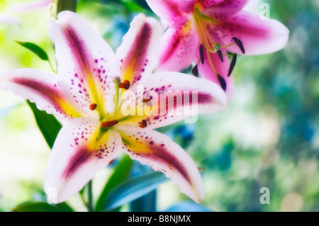 Oriental différentes fleurs Lys en fleur dans le jardin d'été Banque D'Images