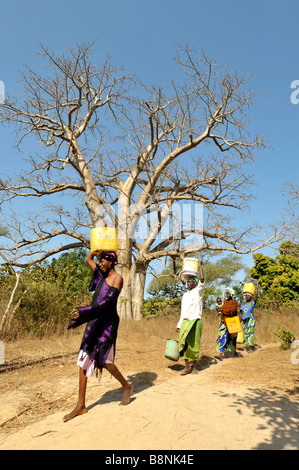 Les femmes portant de l'eau sur leurs têtes devant un baobab, la Gambie, Afrique de l'Ouest Banque D'Images