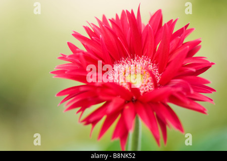 Gerbera rouge vif Daisy, fond vert clair Banque D'Images