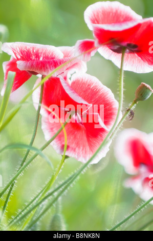 Un groupe de rouge et blanc de l'herbe poussant parmi les coquelicots Shirley Banque D'Images