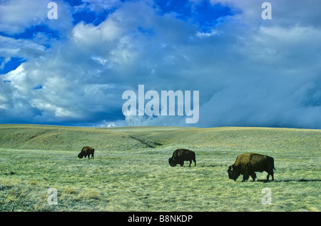 Le troupeau de bisons à Prairie Wind Cave National Park Black Hills du Dakota du Sud Banque D'Images