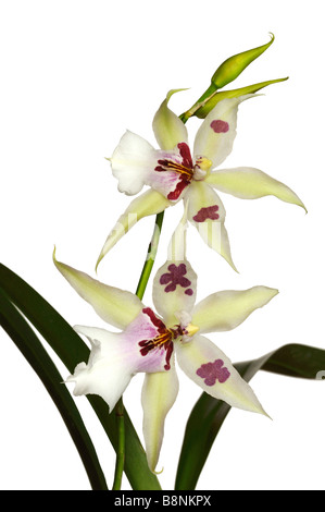 Miltassia orchidée hybride croisement entre les orchidées Brassia et Miltonia Brs x Milt Banque D'Images