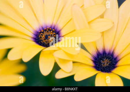 Dimorphotheca Fleurs marguerite jaune Banque D'Images