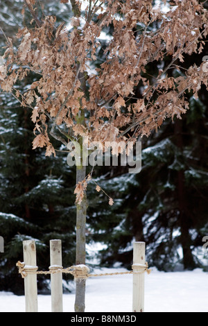 Arbre gelé en hiver parc avec des feuilles décolorées. Banque D'Images