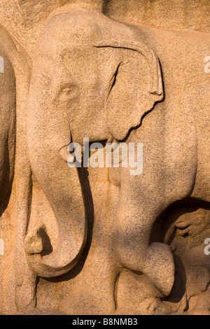 L'Inde Tamil Nadu Mamallapuram Arjunas pénitence Hindu sculpture détail elephant head rock Banque D'Images