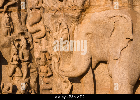 L'Inde Tamil Nadu Mamallapuram Arjunas pénitence Hindu sculpture rock détail de réparation à Ganges nagas Banque D'Images