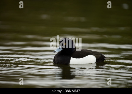 Fuligule morillon Aythya fuligula sur le lac Banque D'Images