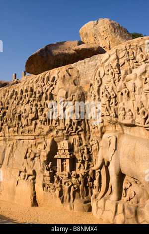 L'Inde Tamil Nadu Mamallapuram Arjunas pénitence Hindu sculpture de l'Panchatanra rock Banque D'Images