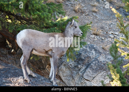 Mouflon d’Amérique bébé Banque D'Images