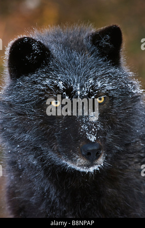Portrait de visage recouvert de givre d'un loup gris noir à phase, photographié à -10 deg F (-23 deg C) dans une réserve de loup au Canada. Banque D'Images