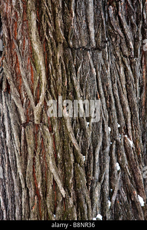 Les détails de la couche externe de l'écorce d'un tronc d'arbre Banque D'Images
