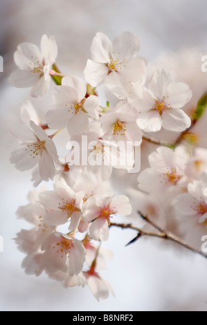 Cerisier japonais en fleurs Banque D'Images