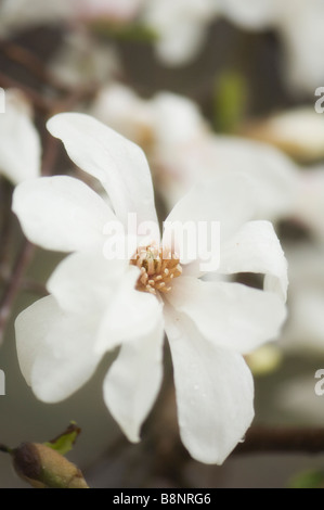 White Magnolia Blossom Close-up, jour sombre Banque D'Images