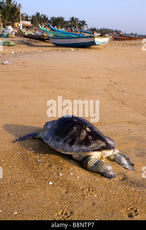 L'Inde Tamil Nadu Mamallapuram village de pêche tortue olivâtre morts rejetés sur la plage Banque D'Images