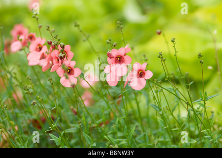 Diascia, fleurs roses Banque D'Images