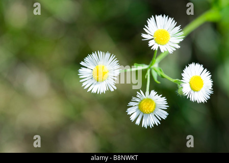 Daisy fleabane Erigeron annuus () Banque D'Images