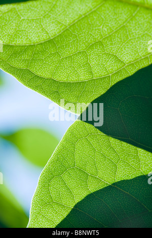 La lumière du soleil qui brillait à travers les feuilles, extreme close-up Banque D'Images