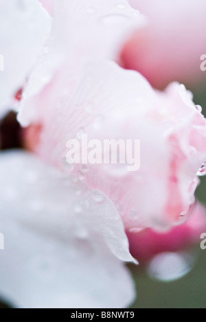 Gouttes de rosée sur les fleurs de cerisier Banque D'Images