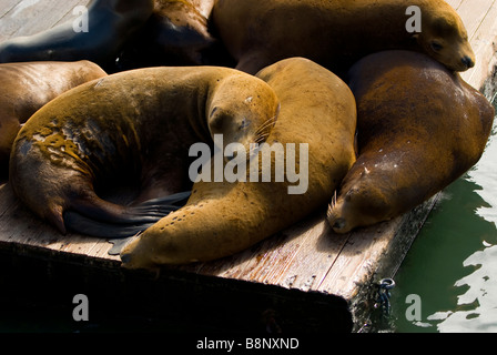 Les lions de mer prendre une sieste sous le soleil d'après-midi à Fisherman's Wharf à San Francisco Banque D'Images