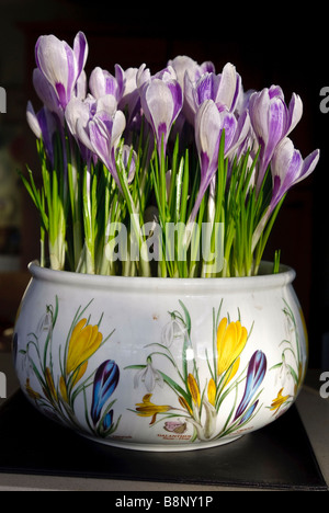 Crocus dans un bol Banque D'Images