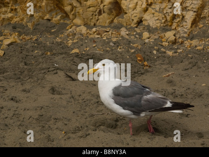 Stimulation Seagull à travers le sable à la recherche de nourriture Banque D'Images