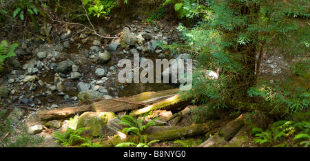 Patch vide à Muir Woods éclairée par les rayons du soleil Banque D'Images