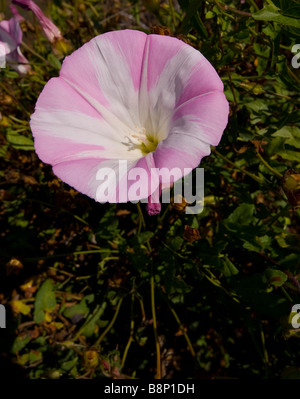 Close-up d'un liseron rose Banque D'Images