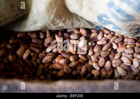 Les fèves de cacao, dans une usine de transformation du cacao, République Dominicaine Banque D'Images