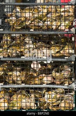 Huîtres fraîches des pêcheurs de coquillages Fruits de mer Captures d'Huître au Port de Santa Pola Espagne Banque D'Images
