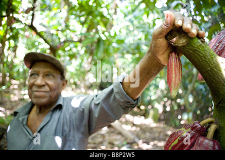 La culture du cacao, République Dominicaine Banque D'Images