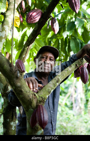 La culture du cacao, République Dominicaine Banque D'Images