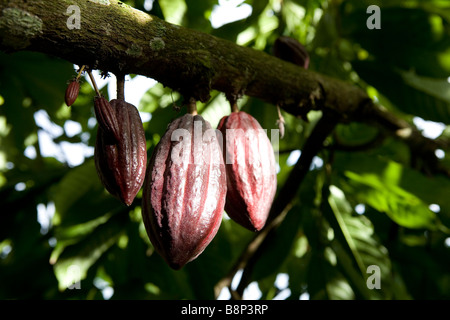 La culture du cacao, République Dominicaine Banque D'Images