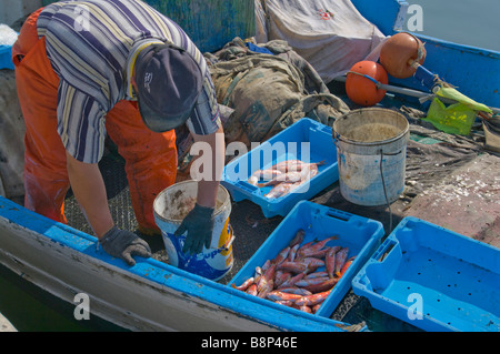 Pêcheur espagnol trier ses prises de poisson sur son bateau Santa Pola Espagne Banque D'Images