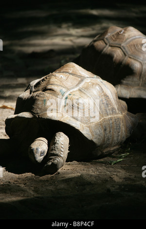 Une tortue géante à l'Ile Maurice. Banque D'Images