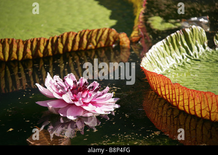 Et fleur de nénuphar géant de la Victoria regia, autrement connu comme l'Amazonica, situé dans le jardin de Pamplemousses l'Ile Maurice. Banque D'Images