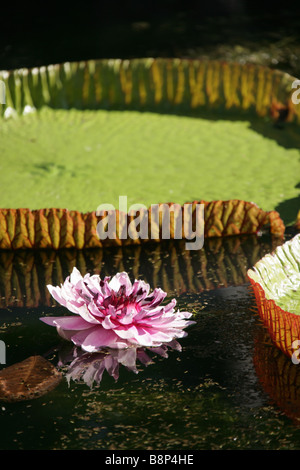 Et fleur de nénuphar géant de la Victoria regia, autrement connu comme l'Amazonica, situé dans le jardin de Pamplemousses l'Ile Maurice. Banque D'Images