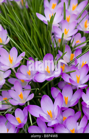 Crocus tommasinianus (Crocus tommasinianus) de couleur lilas au début du printemps au Royaume-Uni Banque D'Images