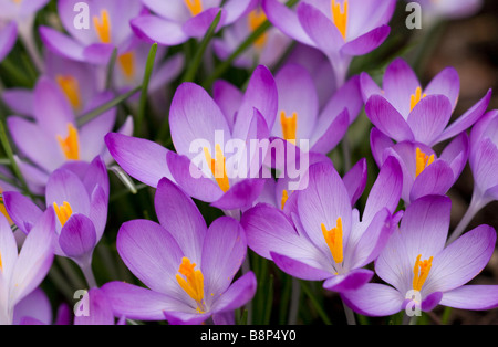 Crocus tommasinianus (Crocus tommasinianus) de couleur lilas au début du printemps au Royaume-Uni Banque D'Images