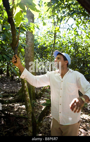 Récolte de cacao, République Dominicaine Banque D'Images