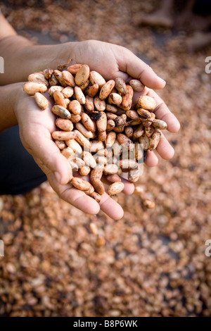 Récolte de cacao, République Dominicaine Banque D'Images