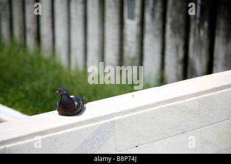 Pigeon assis sur mur Banque D'Images