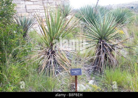 Yucca de banane Banque D'Images