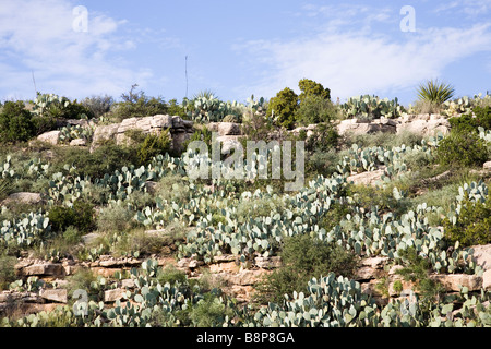 Old man cactus, Carlsbad Caverns National Park, Carlsbad de New Mexico, USA Banque D'Images