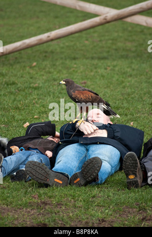 Harris hawk landing sur une personne au cours d'un affichage falcony Banque D'Images