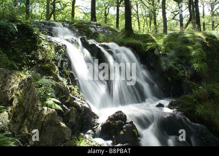 Chute près de Tarn Hows dans le Lake District, Cumbria Banque D'Images