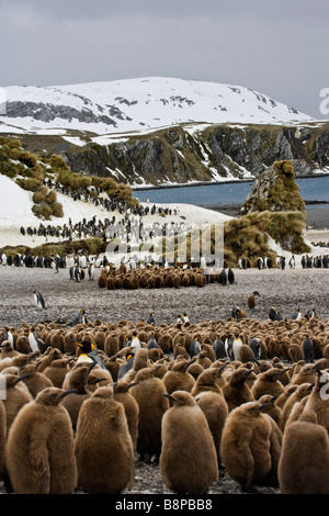 La Baie des Baleines, South Georgia Island, Royaume-Uni - Roi colonie de pingouins avec des poussins Banque D'Images