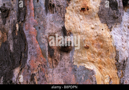 Détail de l'écorce des arbres, de l'Australie Banque D'Images