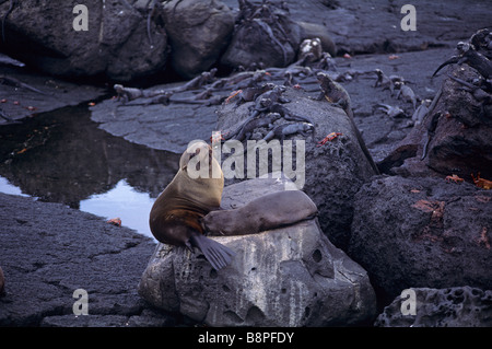 Fourrure GALAPAGOS bébé phoque et sa mère, îles Galapagos, Equateur Banque D'Images