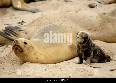 La NOUVELLE ZELANDE PUP LION DE MER ET MÈRE, îles Auckland, Nouvelle-Zélande Banque D'Images