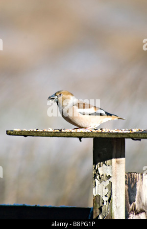 Hawfinch sur table d'oiseaux Banque D'Images